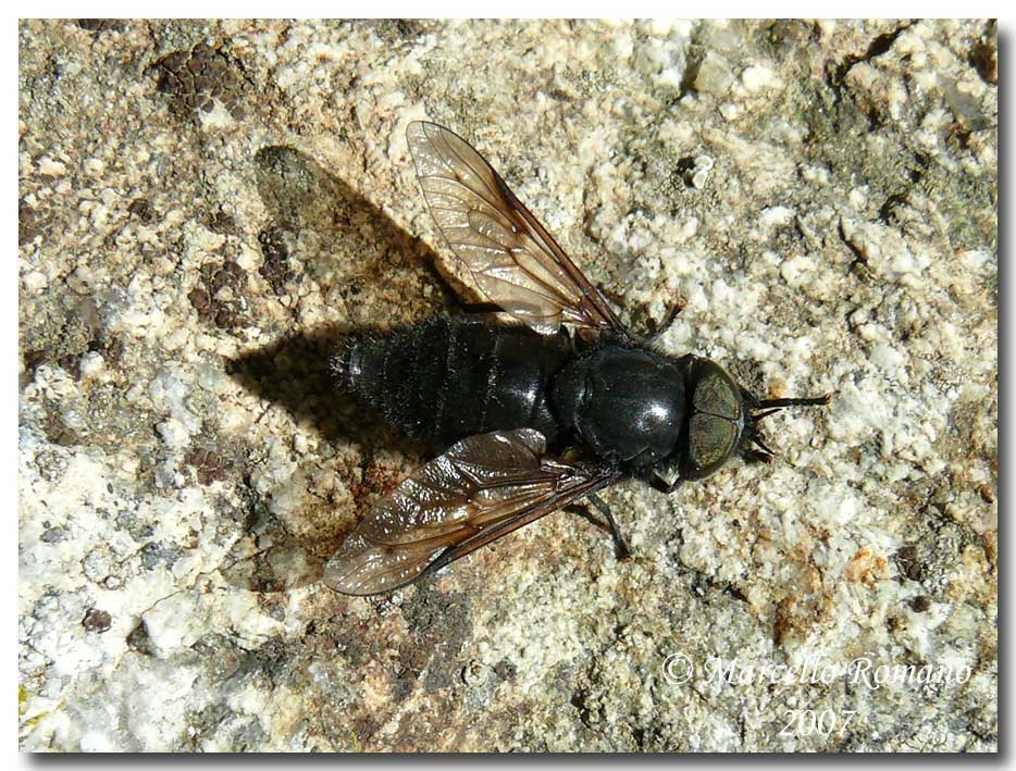 A spasso sulle Alpi Marittime: 12. Hybomitra sp. (Tabanidae)